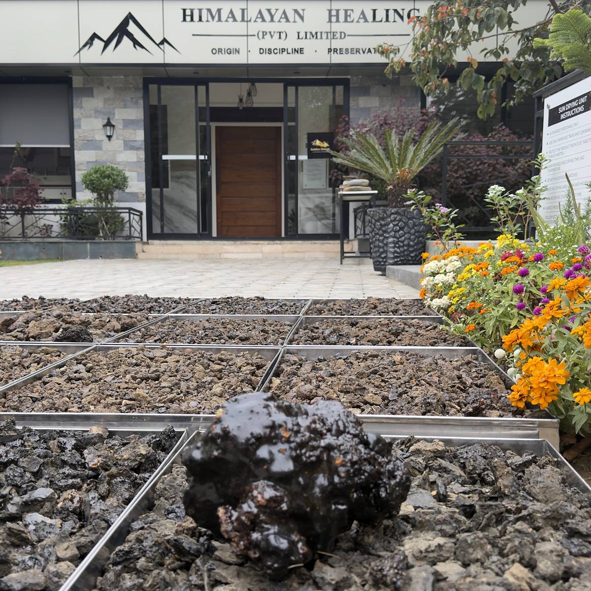 Raw shilajit on sun-drying trays outside the Himalayan Healing facility